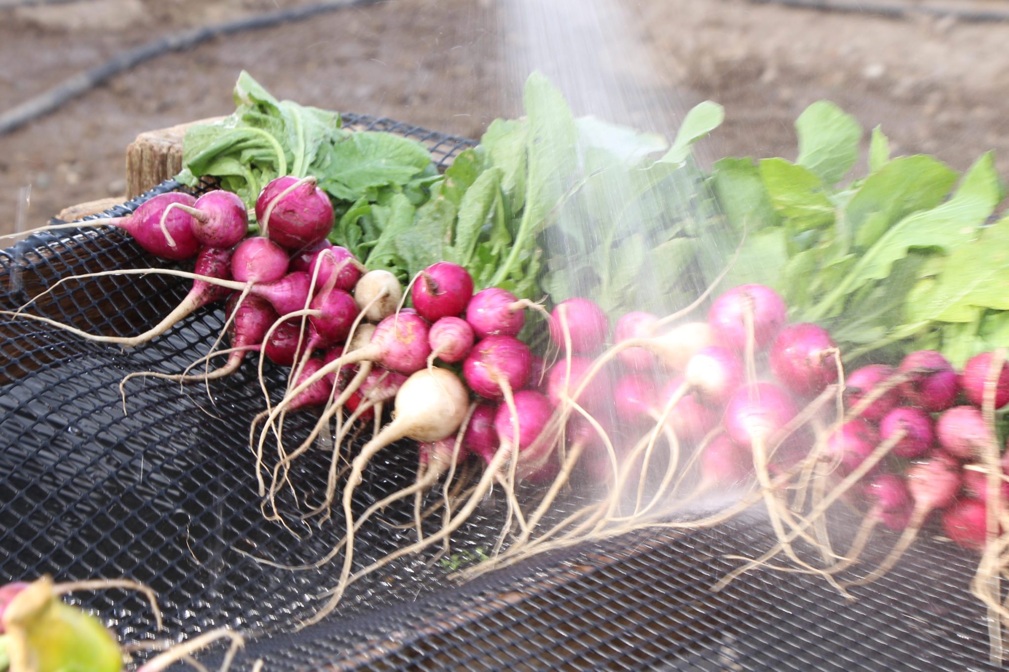 Food Safety Outreach Program Grants Recently Awarded