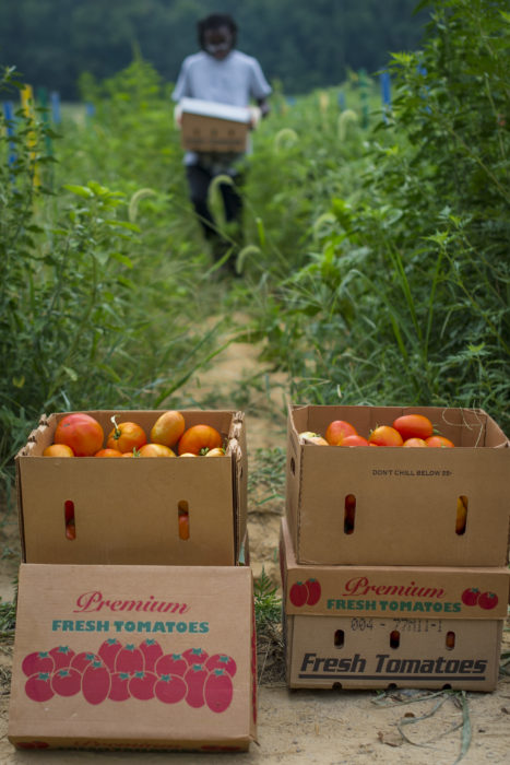 The photo is of a tomato harvest. USDA photo by Preston Keres.