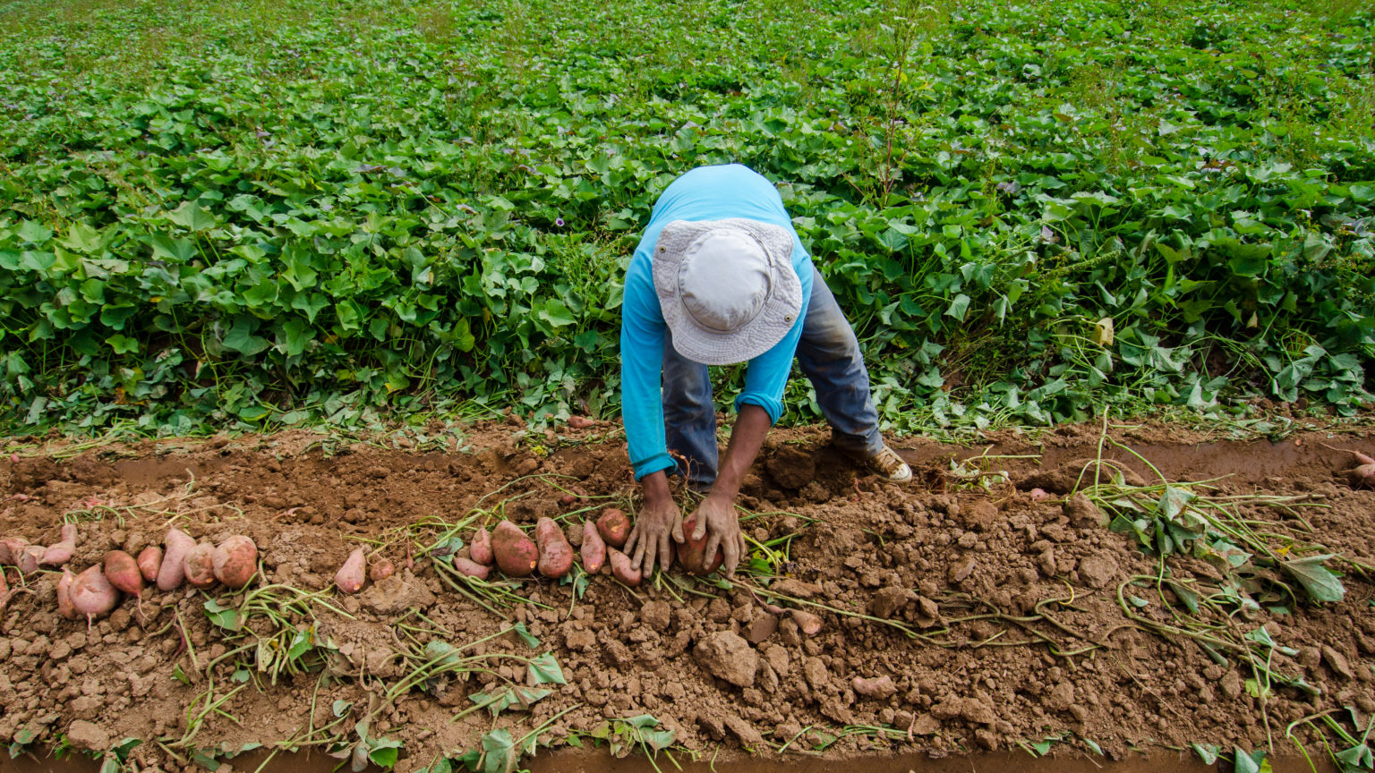 15 million Now Available to Support Regional Food Economy Development