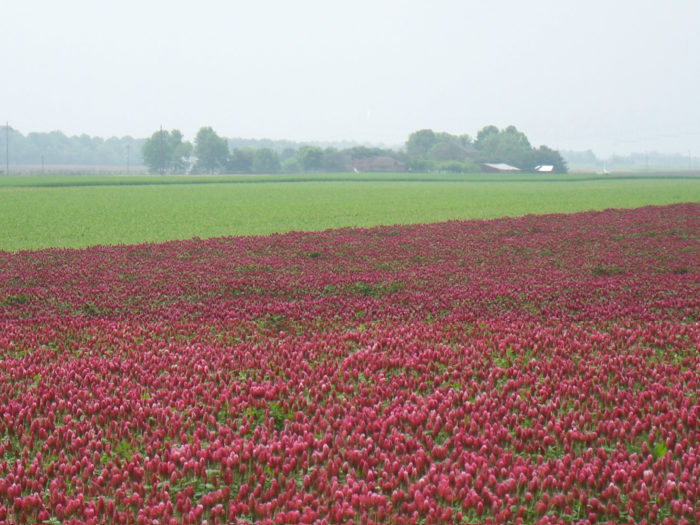 Crimson clover, a startlingly beautiful cover crop. Photo credit: SARE