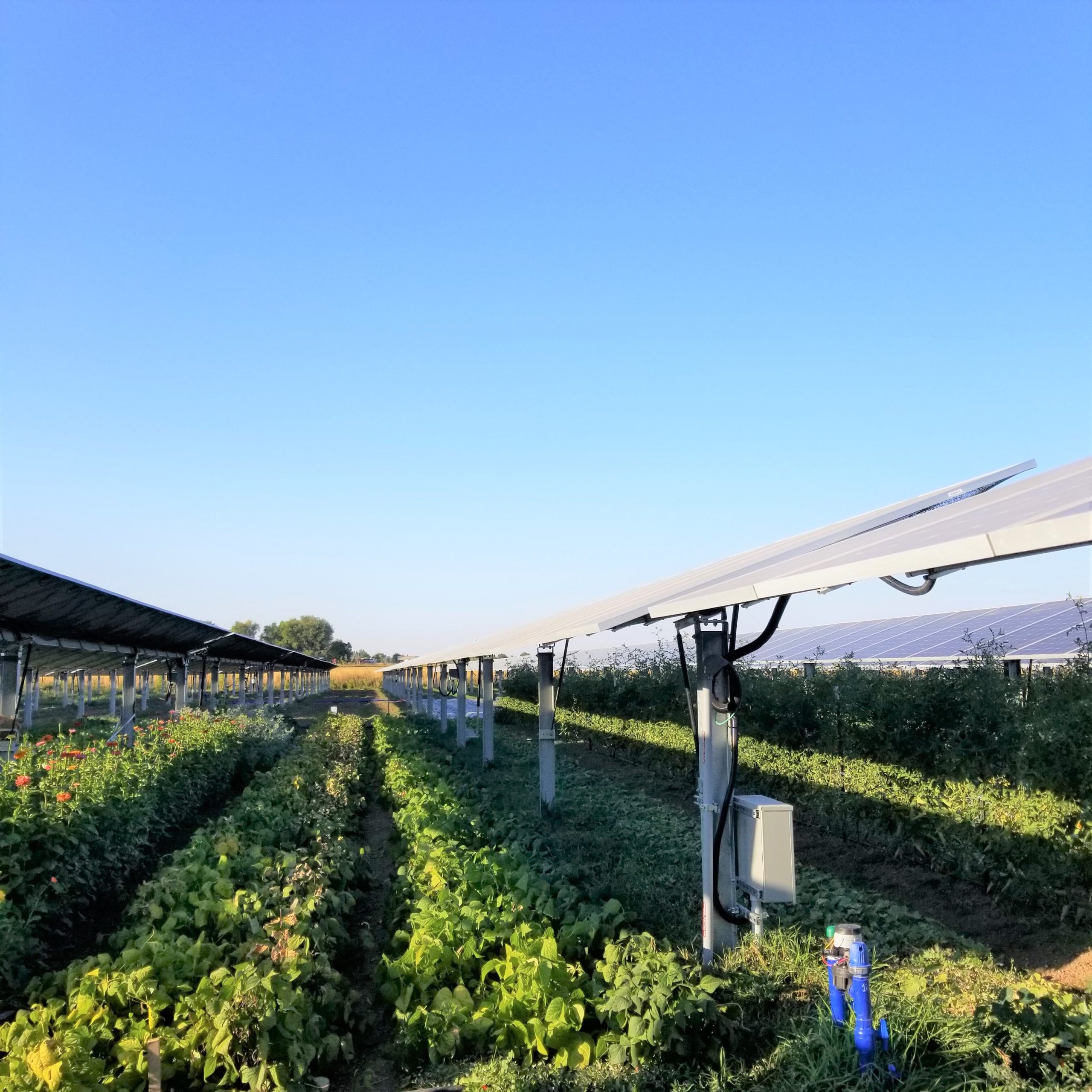 NCAT Launches the AgriSolar Clearinghouse