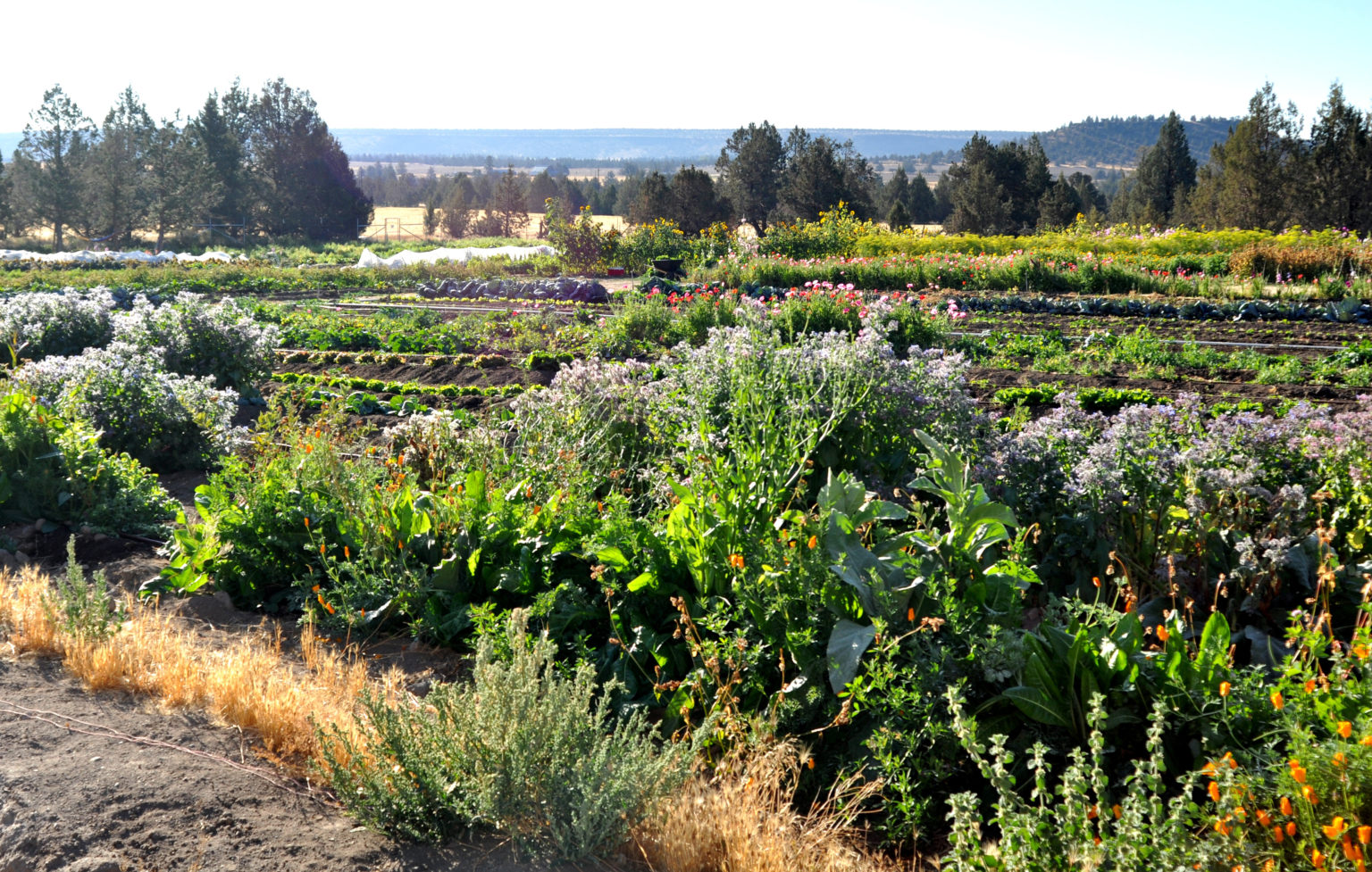 Whole-Farm Revenue Protection Analysis: A Few Bad Apples - National ...