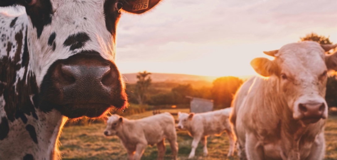 Getting Into the Meat of It: A Roundup of Livestock and Poultry Reform and Resilience Bills