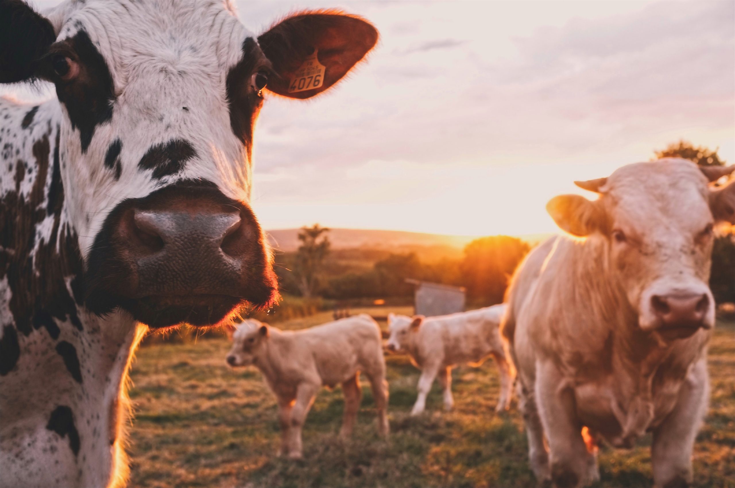 Getting Into the Meat of It: A Roundup of Livestock and Poultry Reform and Resilience Bills