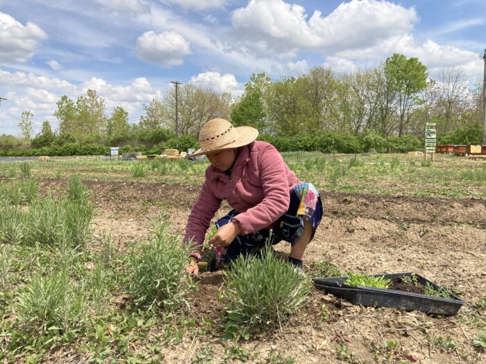 Path to a New Farm Bill: Securing Resources for Urban Agriculture and Innovative Production