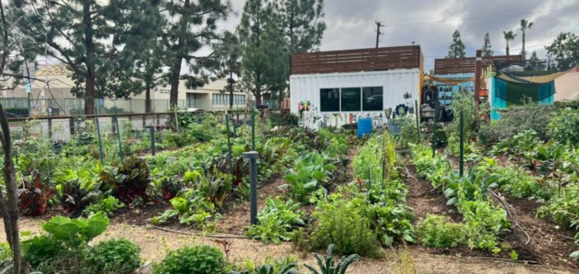 USDA Sows Trust and Farm Success in Urban Communities