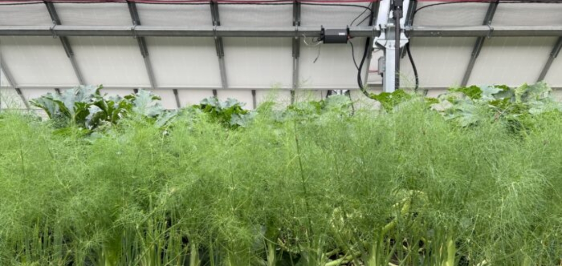 USDA's New REAP Rule Puts Program Out of Reach for Most Farmers, Ranchers, and Rural Small Businesses