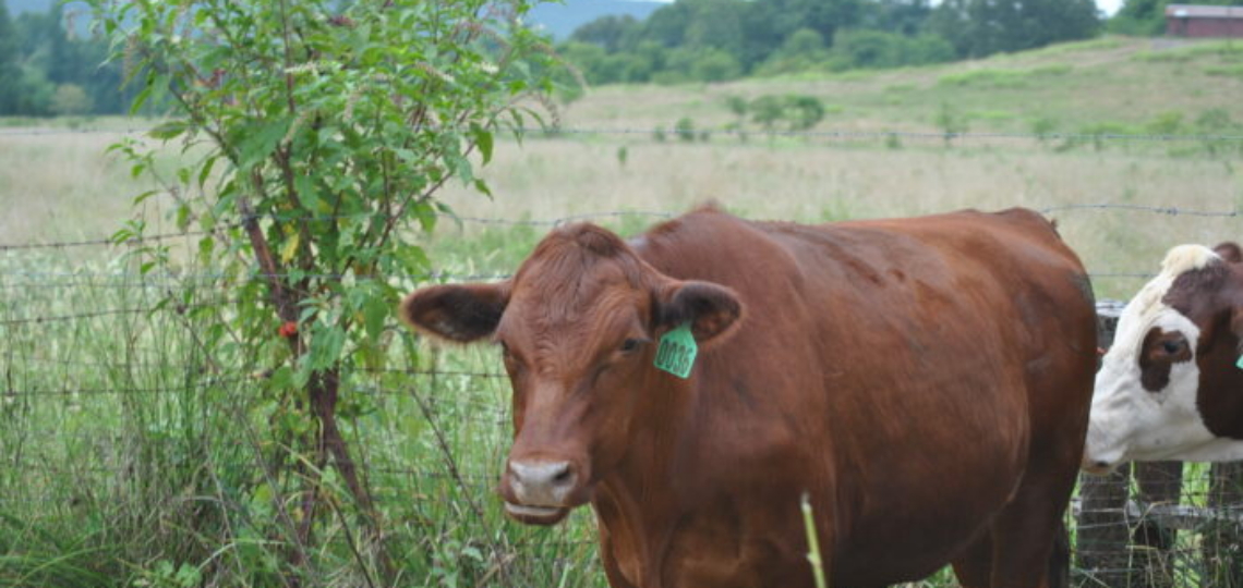 What’s Behind USDA’s Beef and Meat Processing Push?